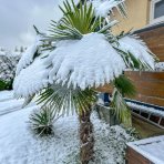 Palma konopná (Trachycarpus fortunei) -  výška kmeňa 60-80 cm, výška 180-200 cm, kont. C45L (-17°C)